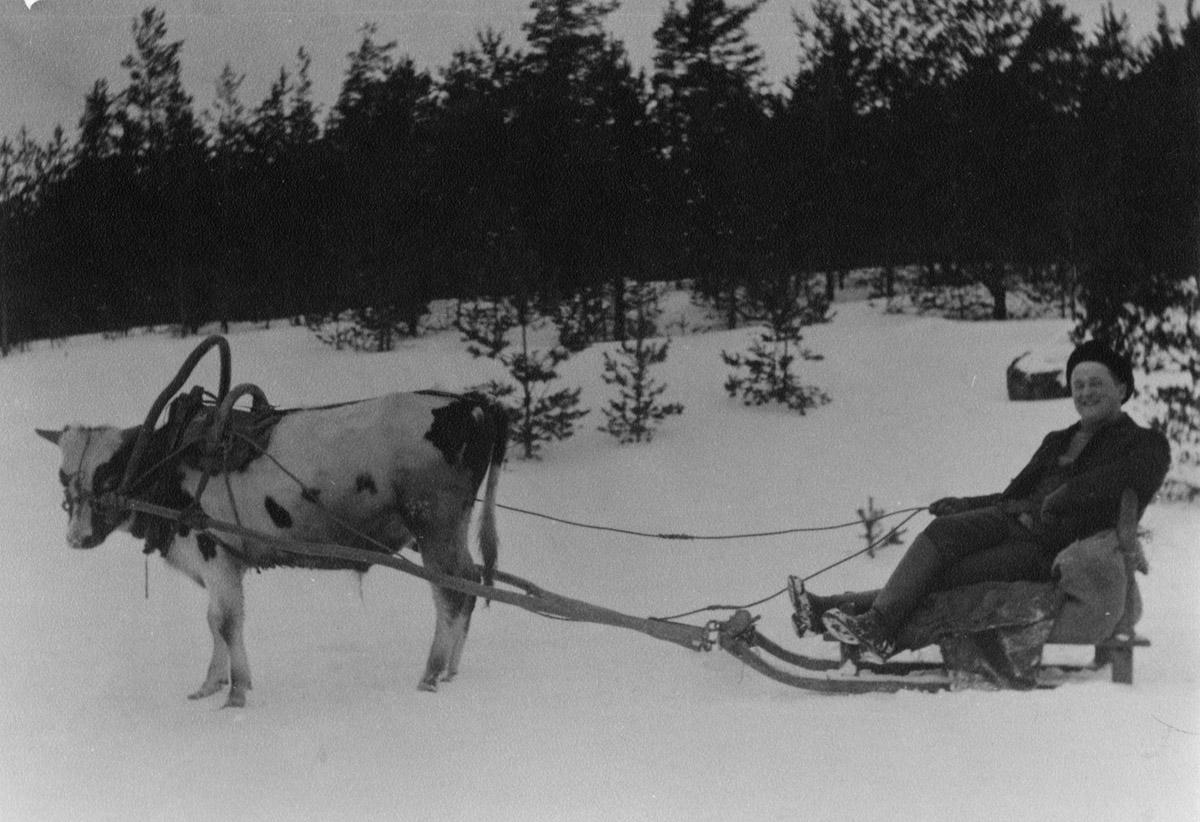 Johan Edwin Nieminen Mattilan talosta Nurmijärven kirkonkylästä lehmän vetämässä reessä talvella, 1920-luku.