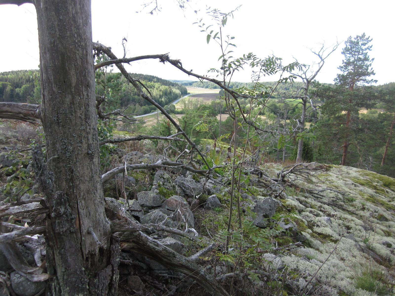 Valokuva metsästä.