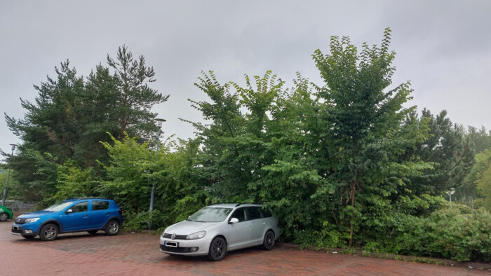 Autoja parkkeerattu kivetykselle, jonka reunalla runsaaita ja rehevöityneitä puita ja pensaita.