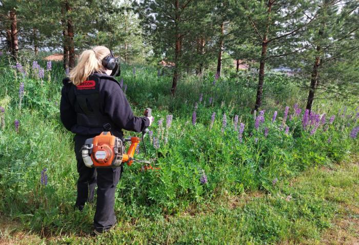Tyttö niittää leikkurilla lupiineja.