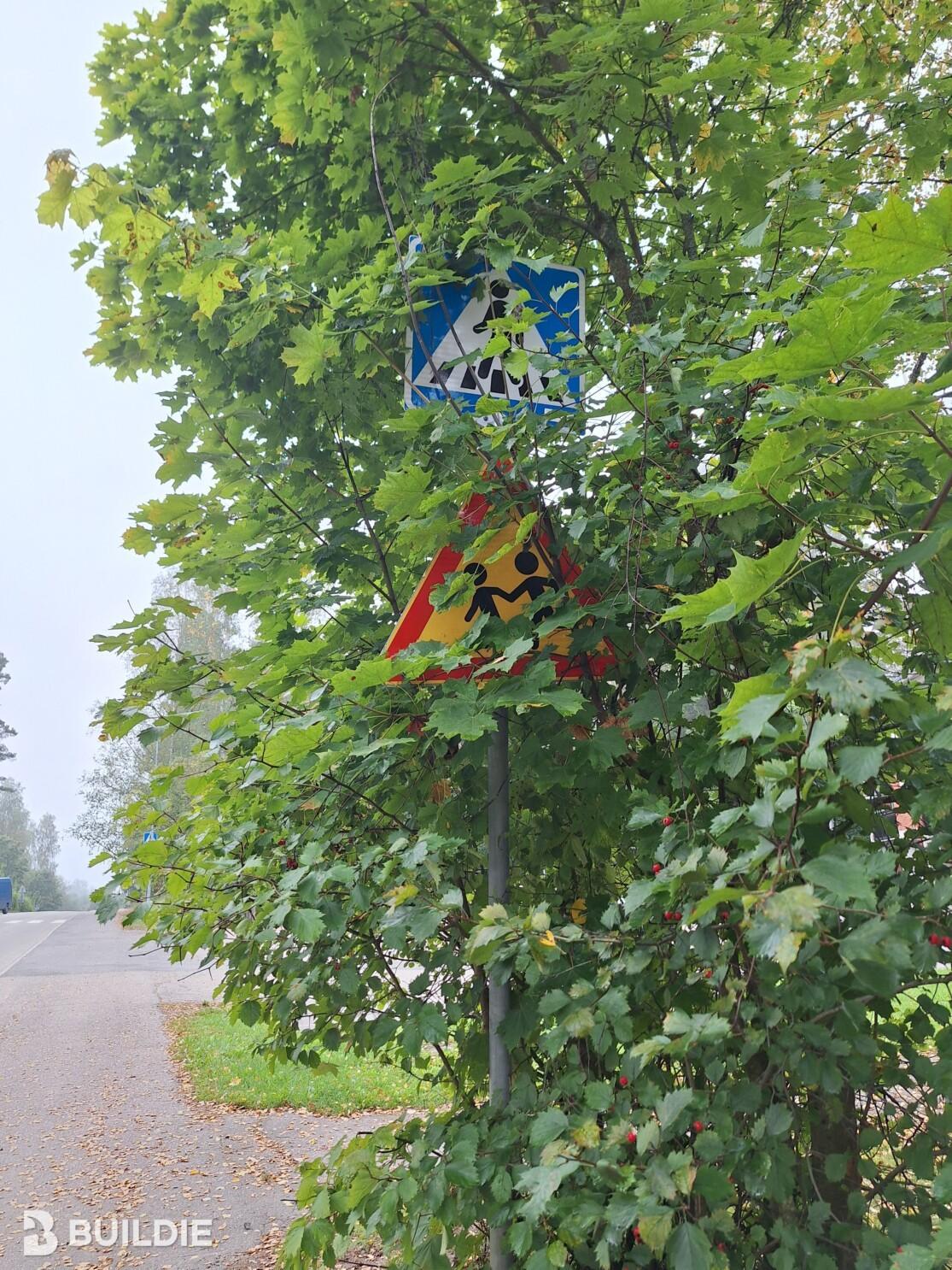 Esimerkki näkemistä estävästä kasvillisuudesta. Suojatien ja lapsista varoittava merkki puunoksien seassa.